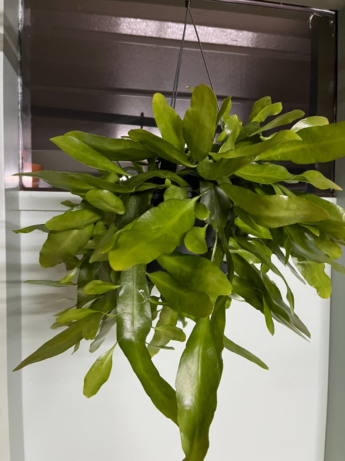 Epiphyllum pumilum, Ophalen of Verzenden, Halfschaduw, Minder dan 100 cm
