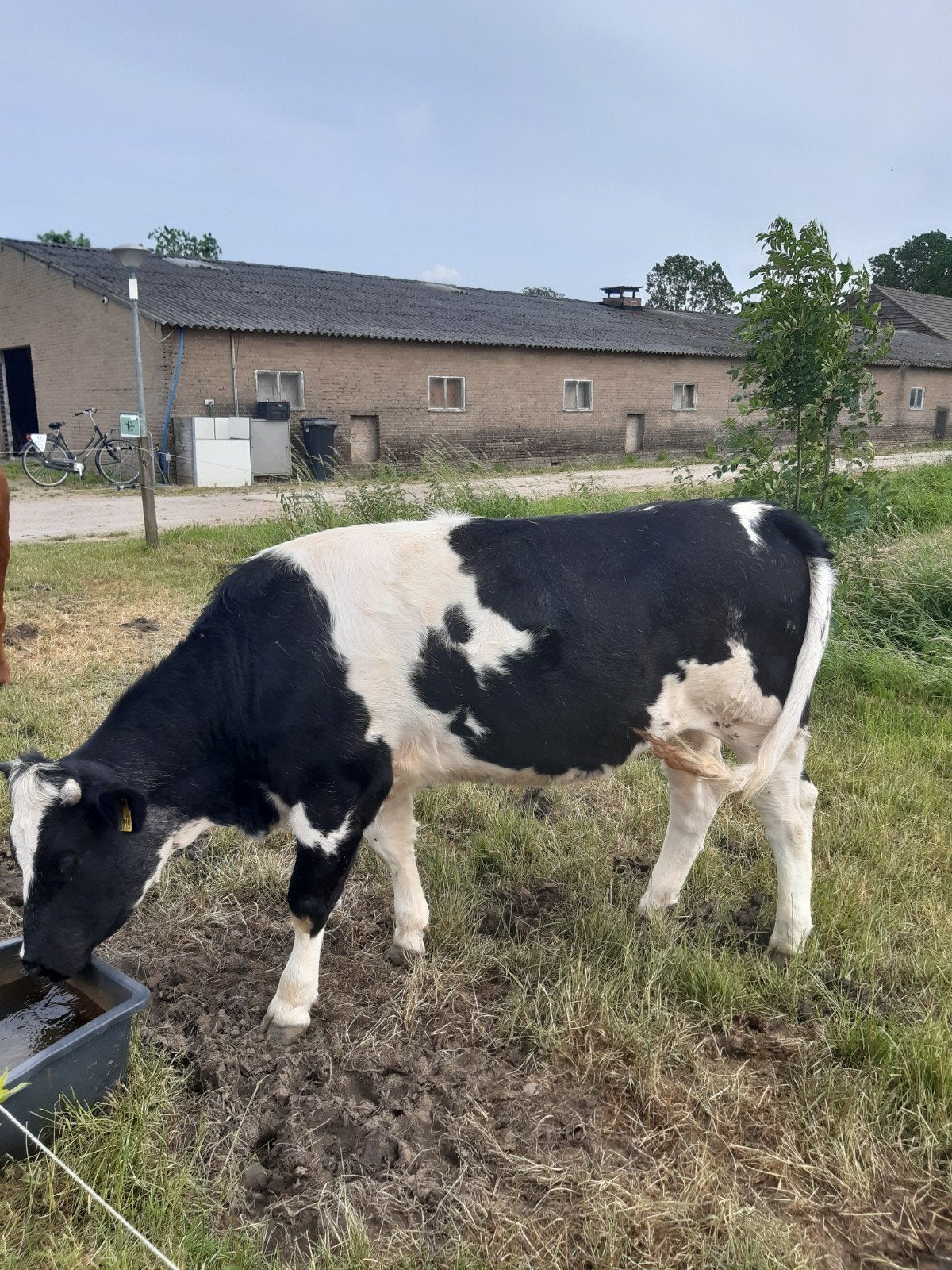 1 vaars BBL kruisling van augustus 2024, Dieren en Toebehoren, Runderen, Vrouwelijk, 0 tot 2 jaar