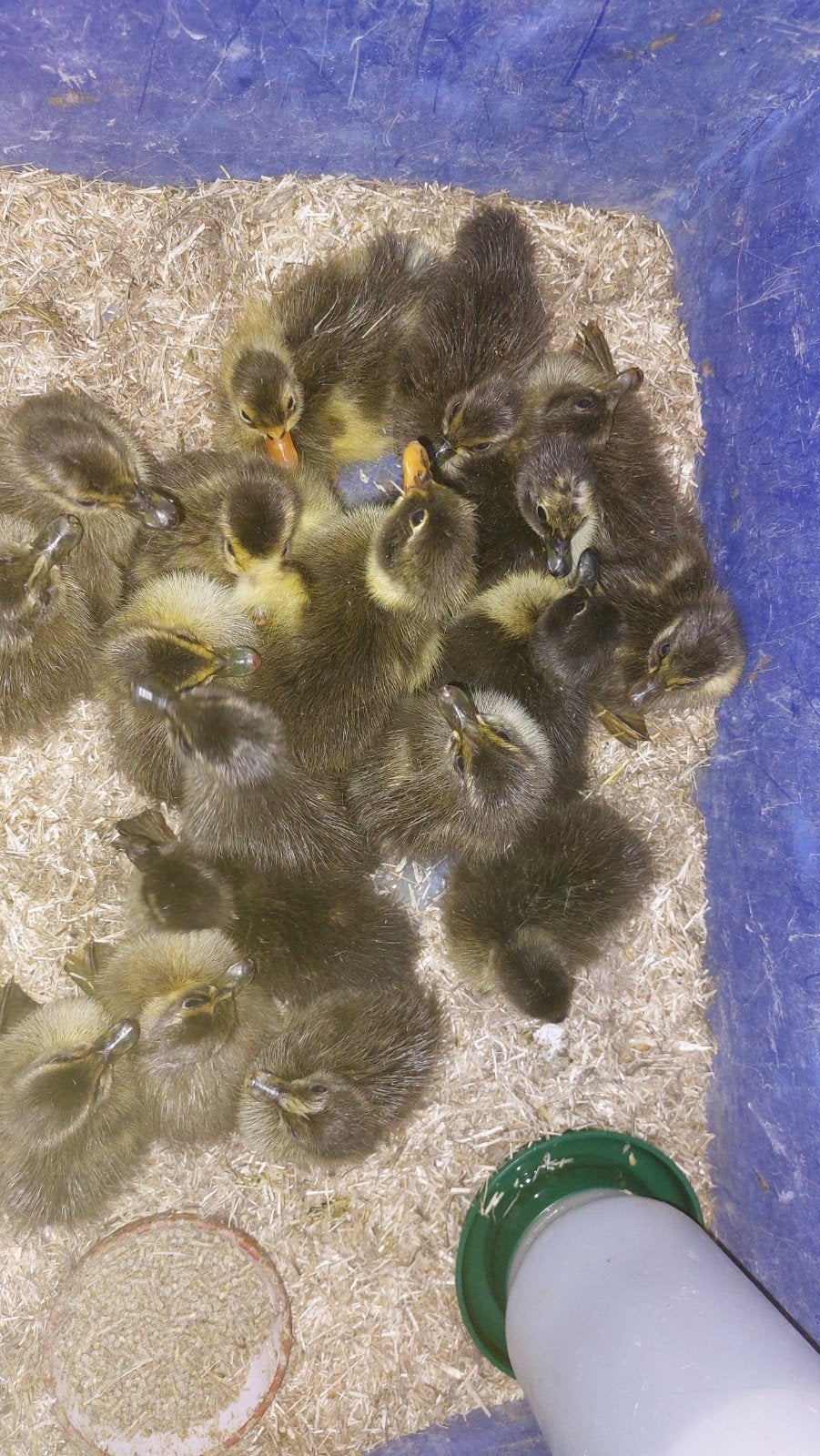 Pulletjes Indische loopeend, Dieren en Toebehoren, Geslacht onbekend, Eend
