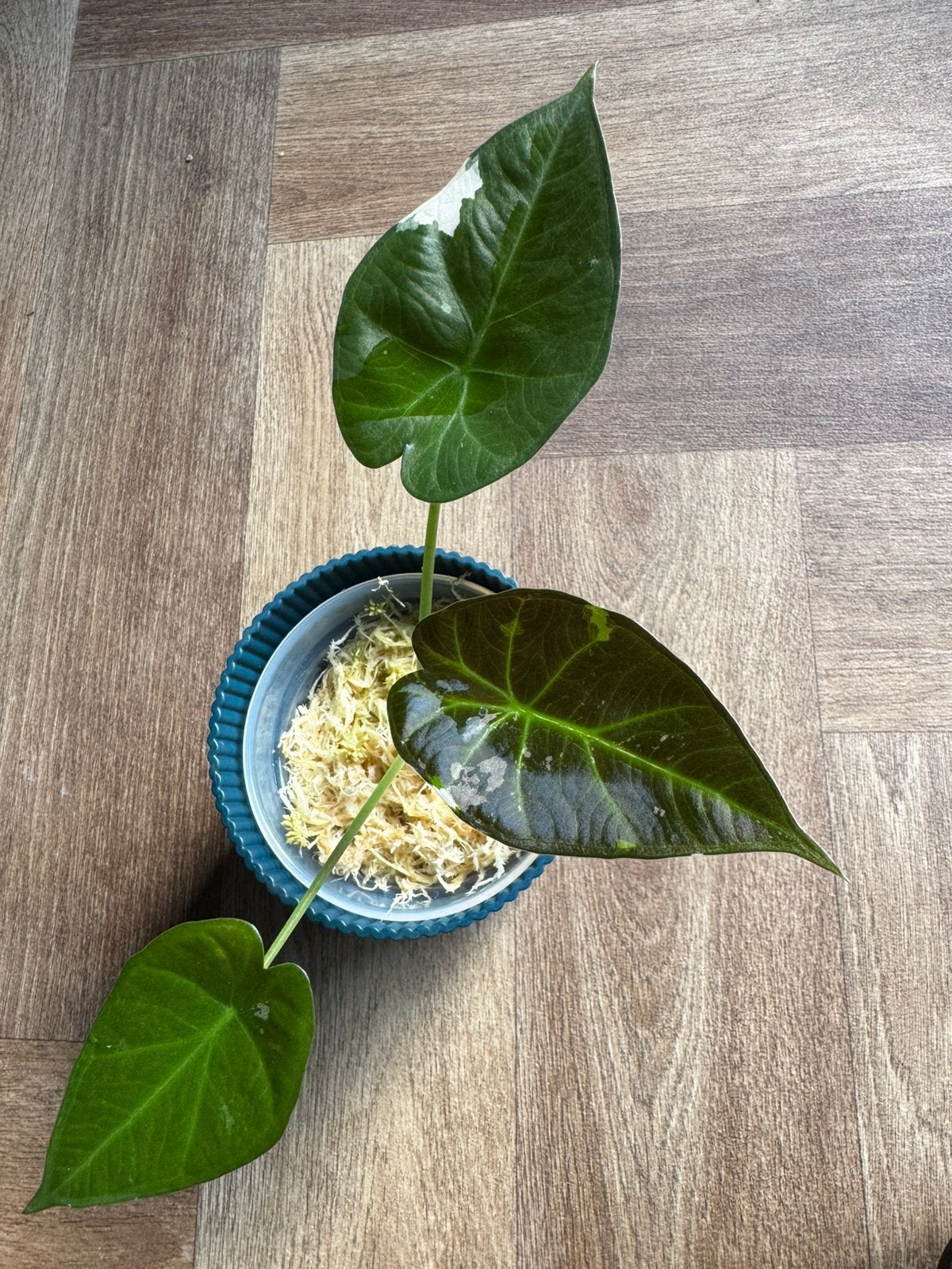 Alocasia Regal Shield Albo, Ophalen, Overige soorten, Halfschaduw, Minder dan 100 cm