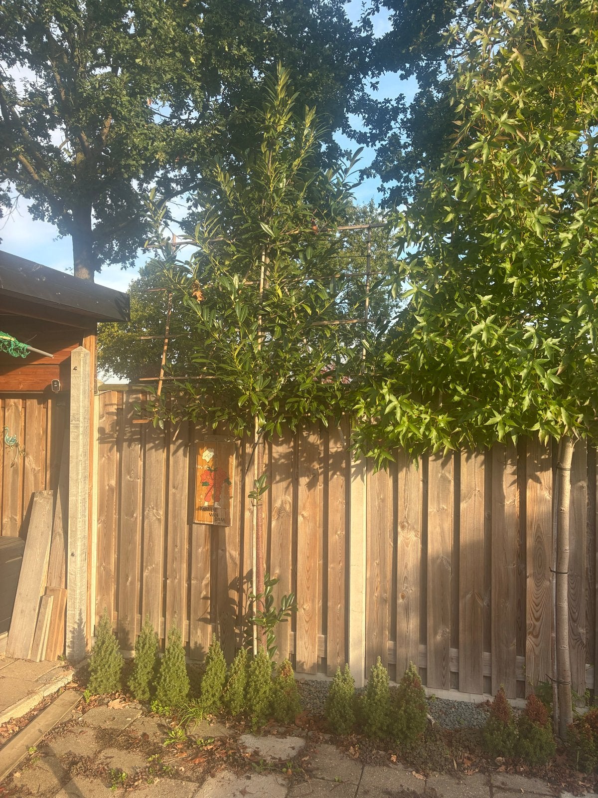 Laurierhaag op rek - Prunus laurocerasus 'Caucasica', Tuin en Terras, Ophalen, Bloeit niet, Halfschaduw, 100 tot 250 cm