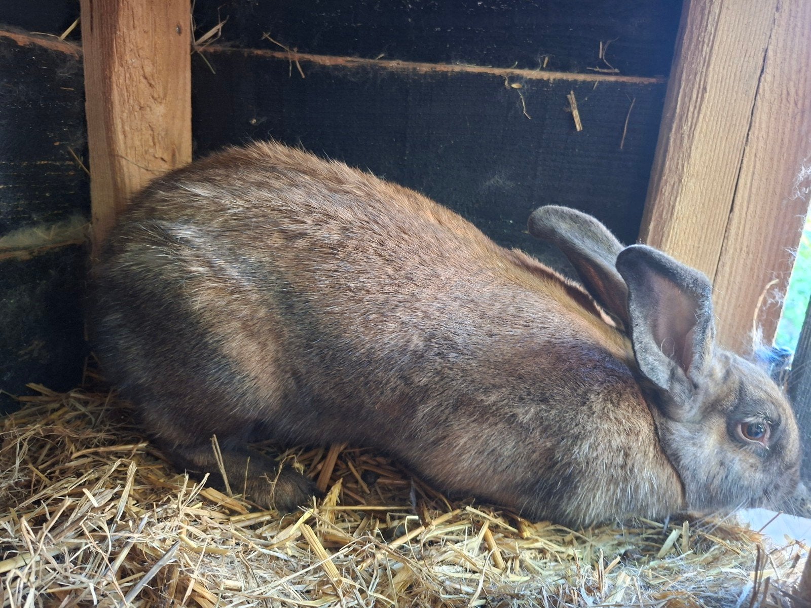 voedster Lotharinger, Dieren en Toebehoren, Vrouwelijk, Groot, 0 tot 2 jaar
