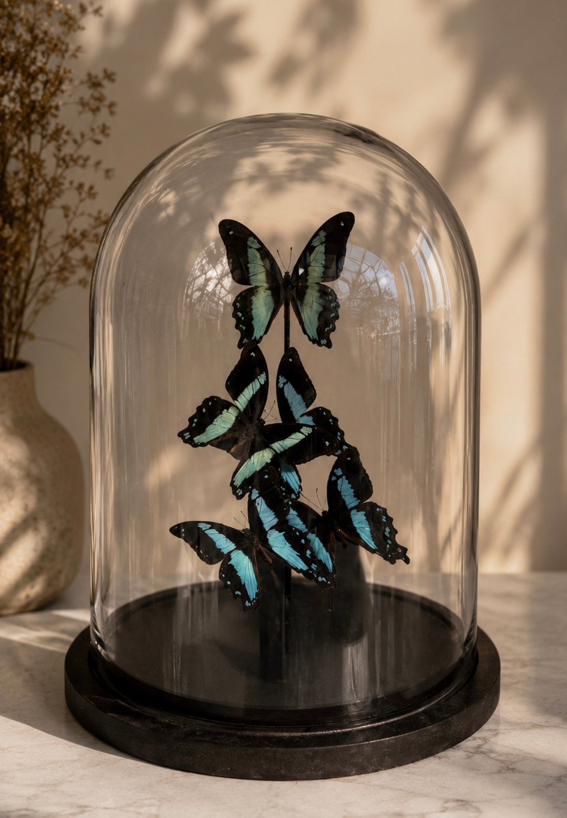 Glazen stolp met 5 vlinders, Verzamelen, Dierenverzamelingen, Ophalen of Verzenden, Insect, Opgezet dier