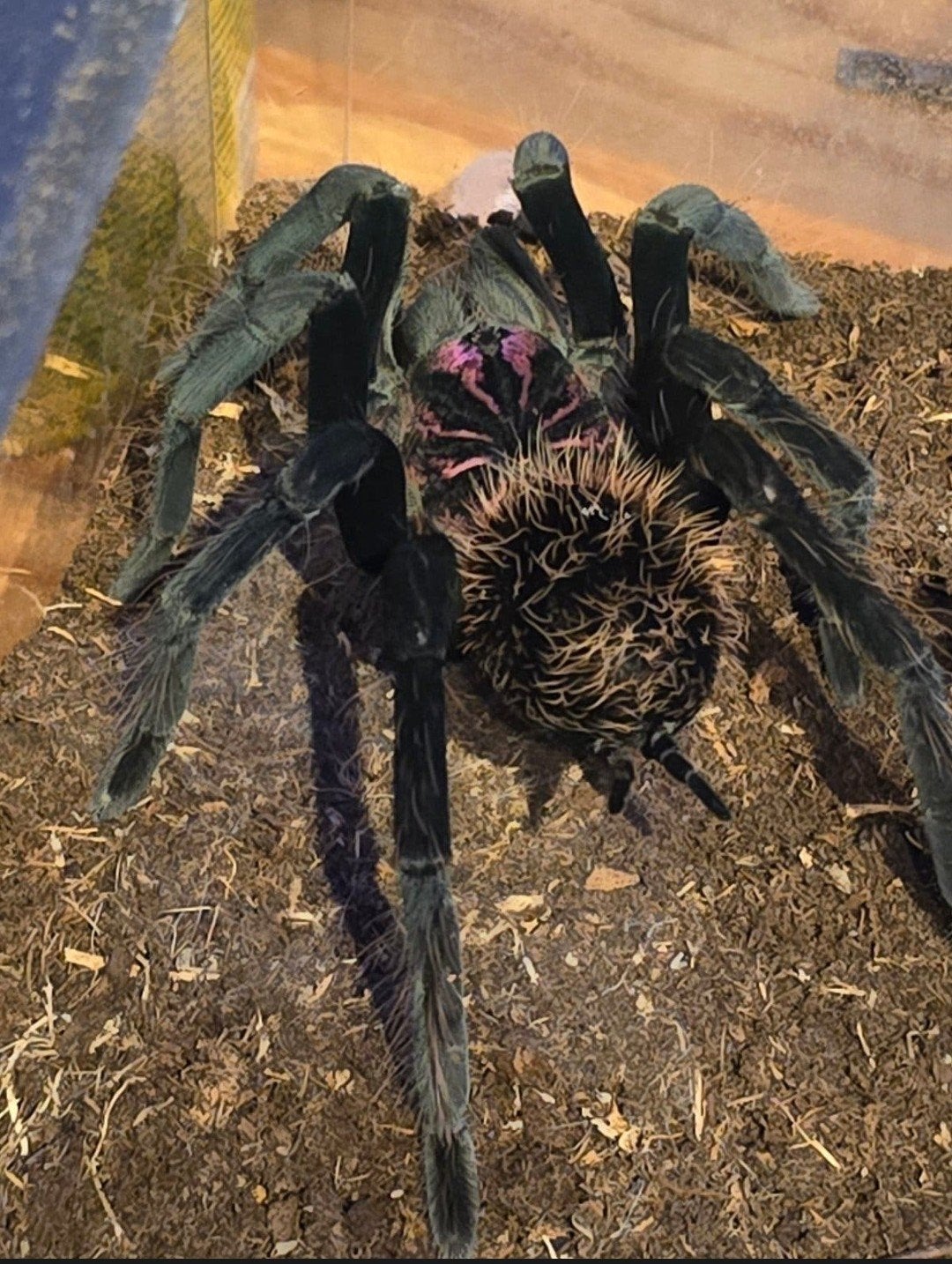 Xenesthis sp White , Tarantula,  Vogelspin
ongesext 200 euro, Dieren en Toebehoren