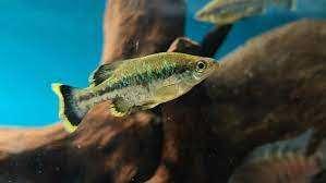 levendbarende hooglandtandkarpers. Ame ca splendens, Vis, Zoetwatervis