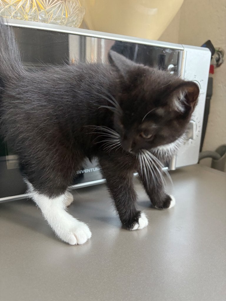 Black smoke Britse Korthaar, Dieren en Toebehoren, Poes, Ontwormd, 0 tot 2 jaar