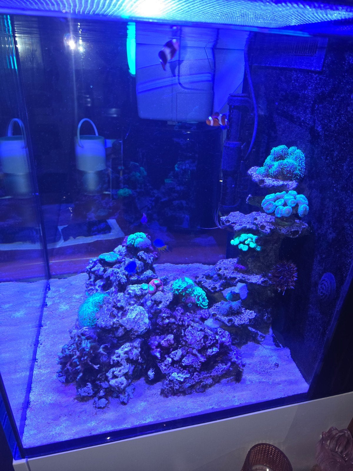 zeeaquarium, red sea max 170, Ophalen, Inclusief toebehoren, Gevuld zeewateraquarium, Red Sea