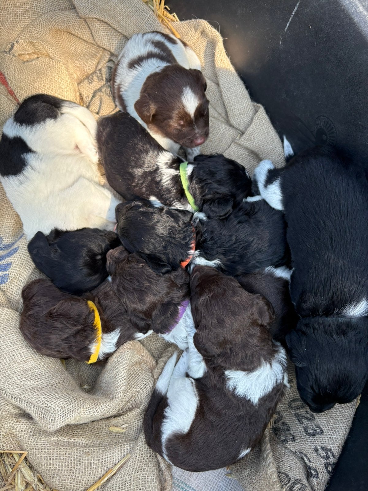 Puppy’s Friese stabij, Dieren en Toebehoren, Parvo, Overige rassen, 8 tot 15 weken, Meerdere