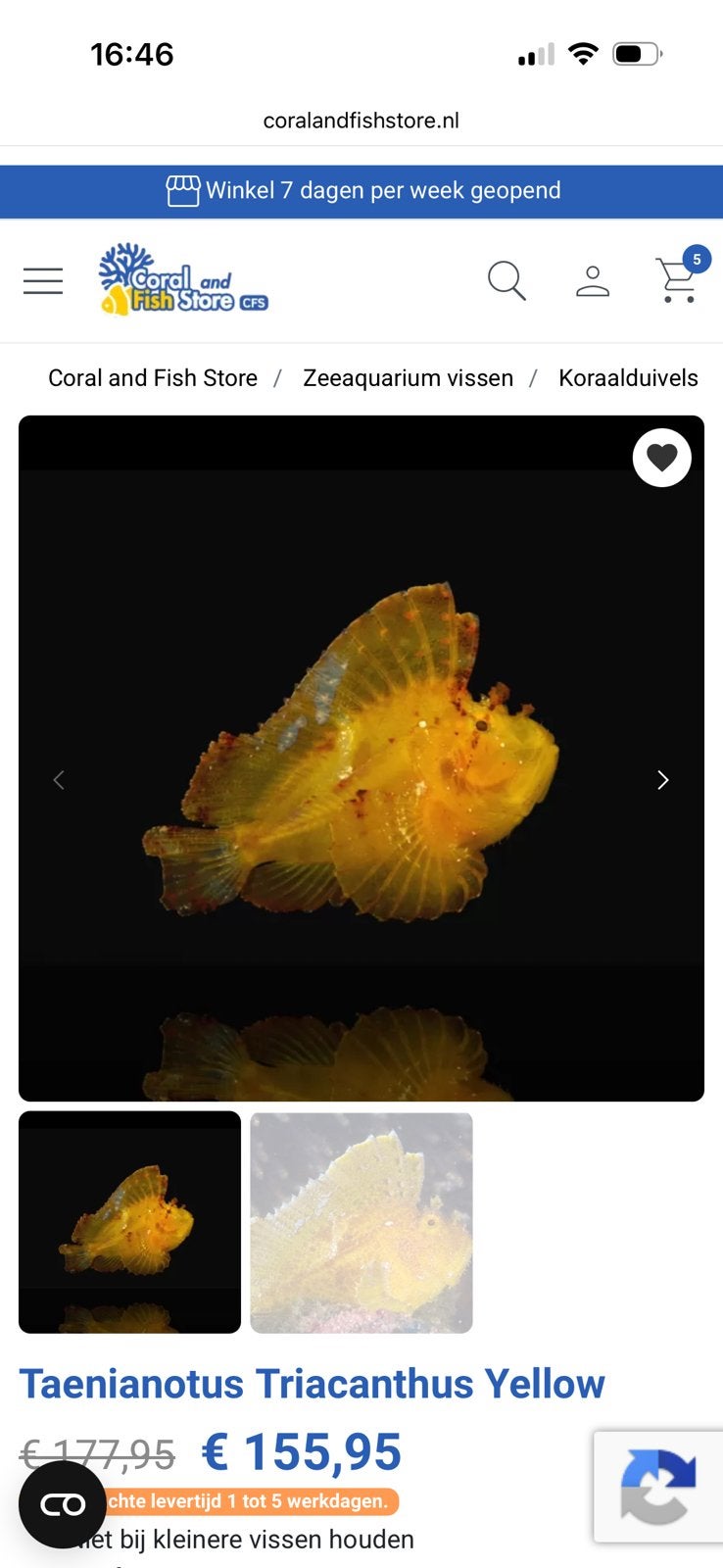Taenianotus Triacanthus Yellow, Ophalen, Zo goed als nieuw, Leeg aquarium