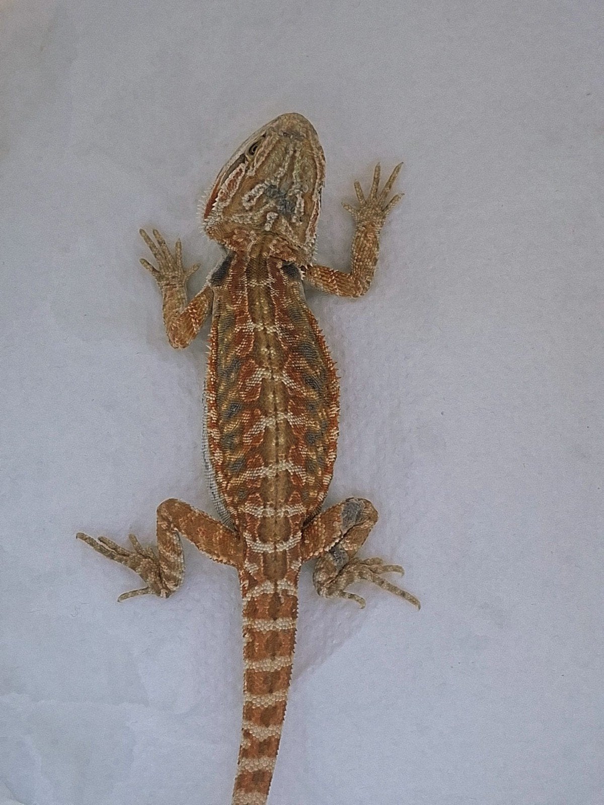 Mooie baardagaam. Bearded Dragon photo 3