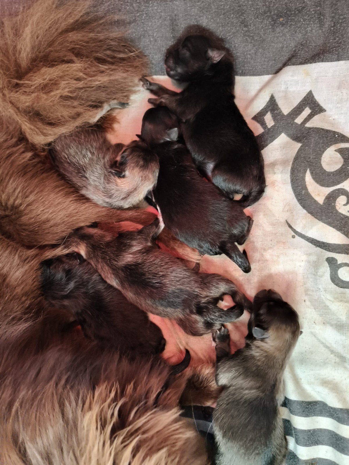 Pomperiaan pups, Dieren en Toebehoren, 8 tot 15 weken, Meerdere, Meerdere dieren, Nederland