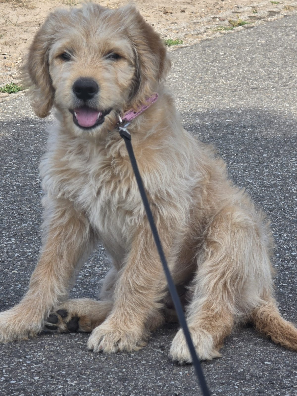 Aller leukste Labradoodle 11 wekeh, 8 tot 15 weken, Teef, Groot, Eén hond