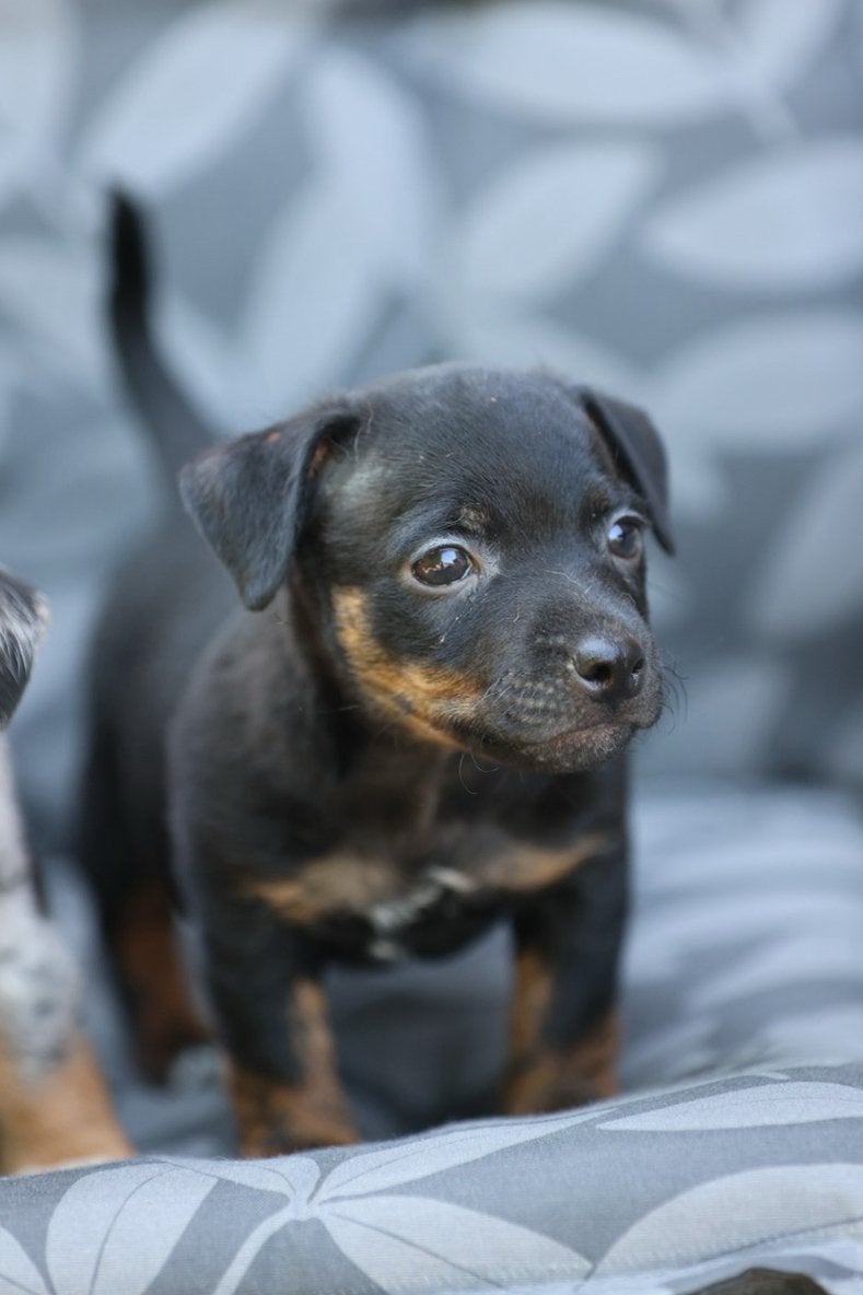 2 prachtige Jack Russell pups te koop, Jack Russell Terriër, Reu, 8 tot 15 weken, Parvo