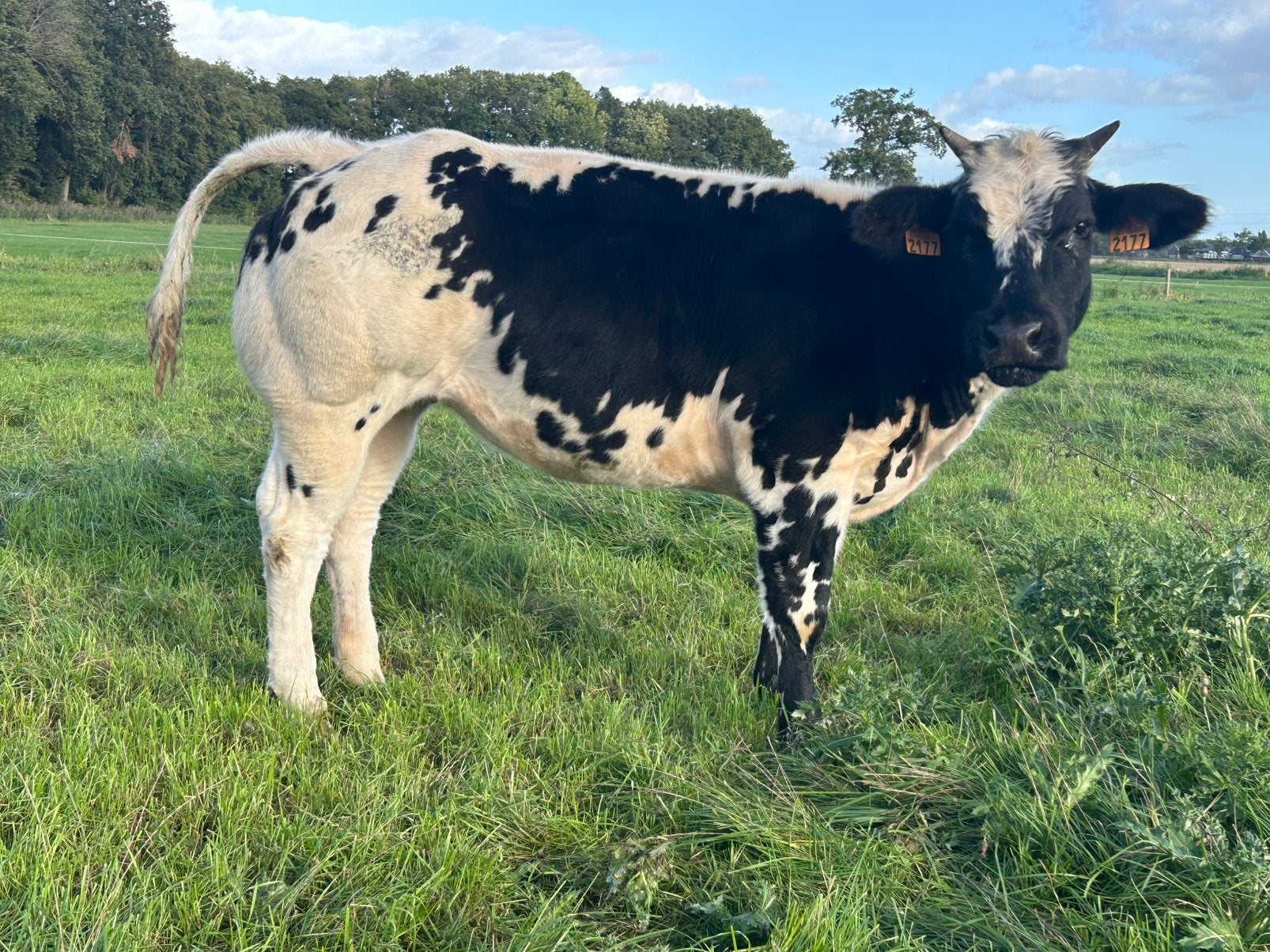 Streep rug pink  kan bij de stier, Dieren en Toebehoren, Vrouwelijk, 0 tot 2 jaar