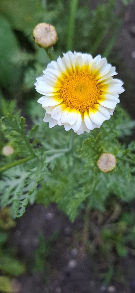 Gekroonde Ganzebloem - Chrysanthemum coronarium, Ophalen of Verzenden, Voorjaar, Volle zon, Zaad