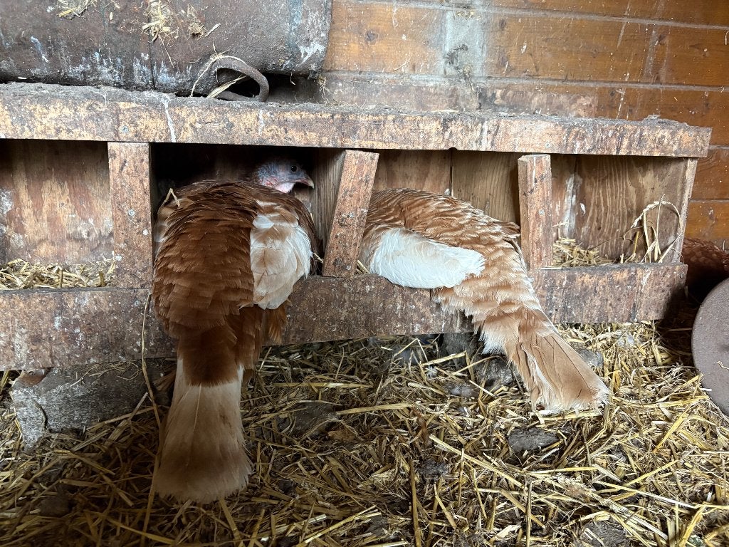 Kalkoen rode hennen, Dieren en Toebehoren, Pluimvee, Vrouwelijk, Kalkoen