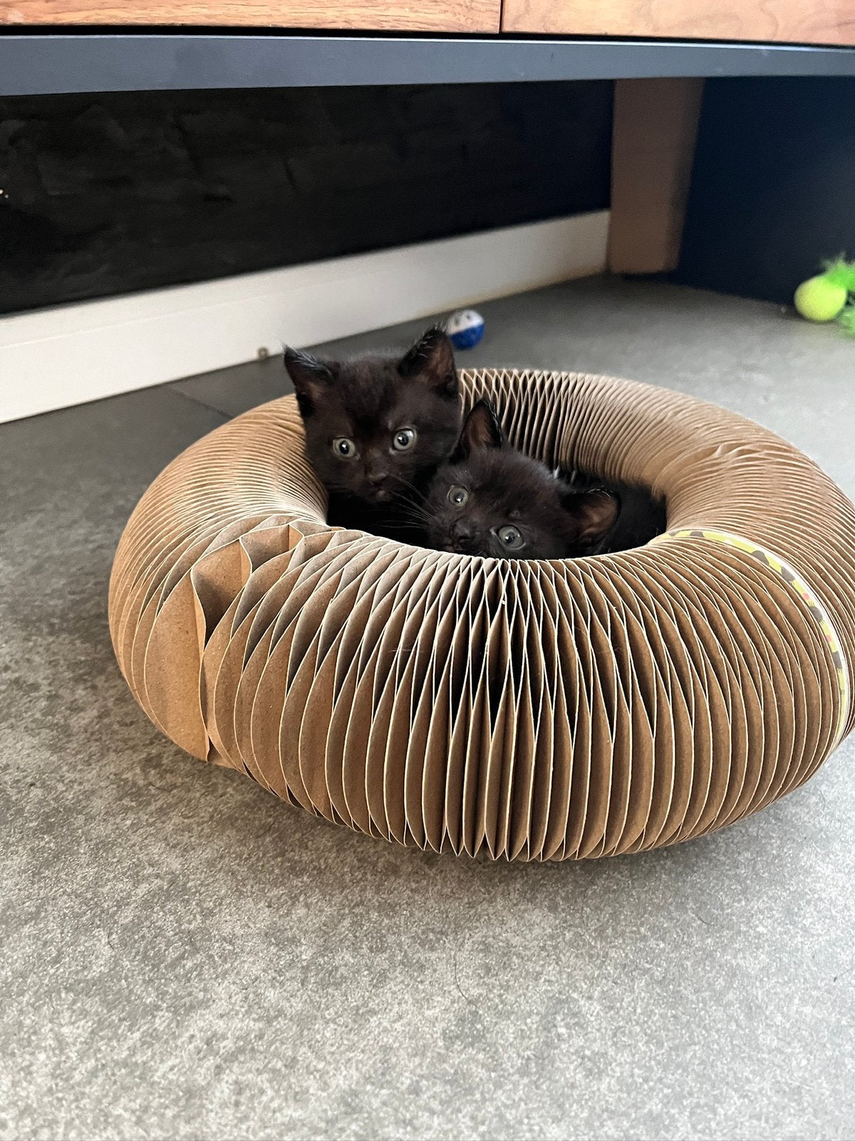 Kittens, Meerdere dieren