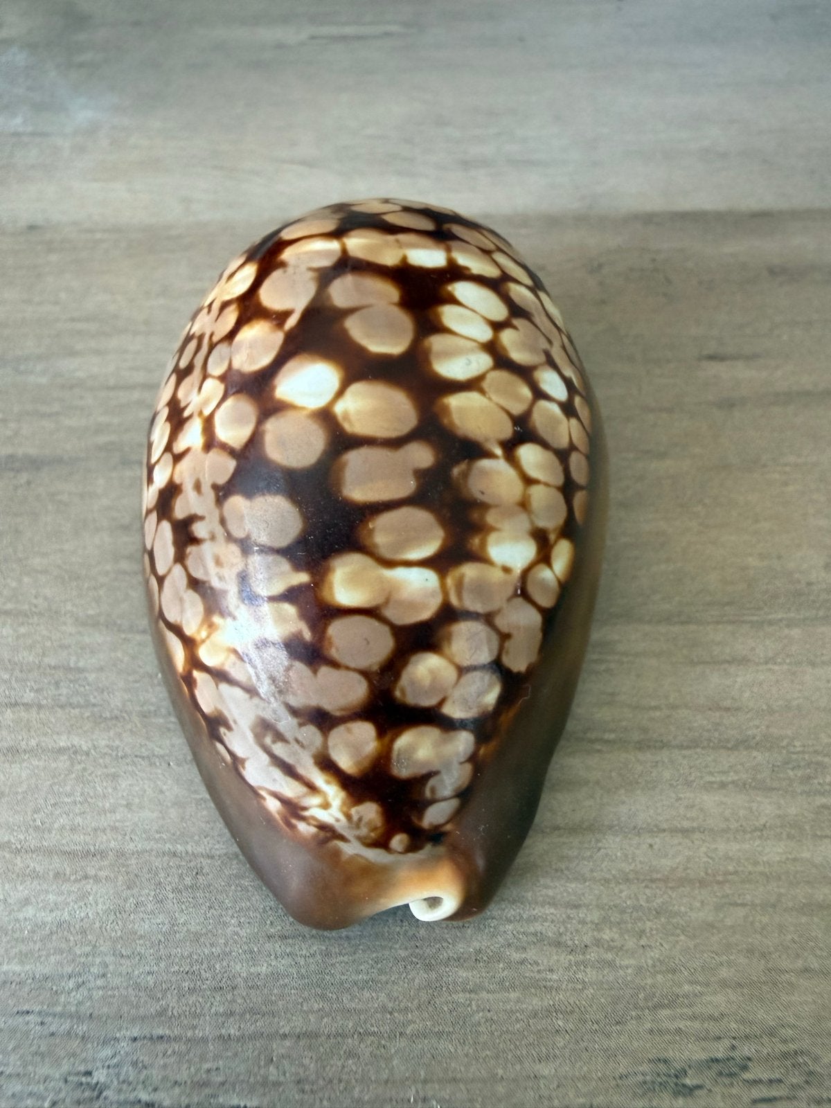 Mooie kauri schelp met uniek stippenpatroon, Ophalen of Verzenden, Zo goed als nieuw