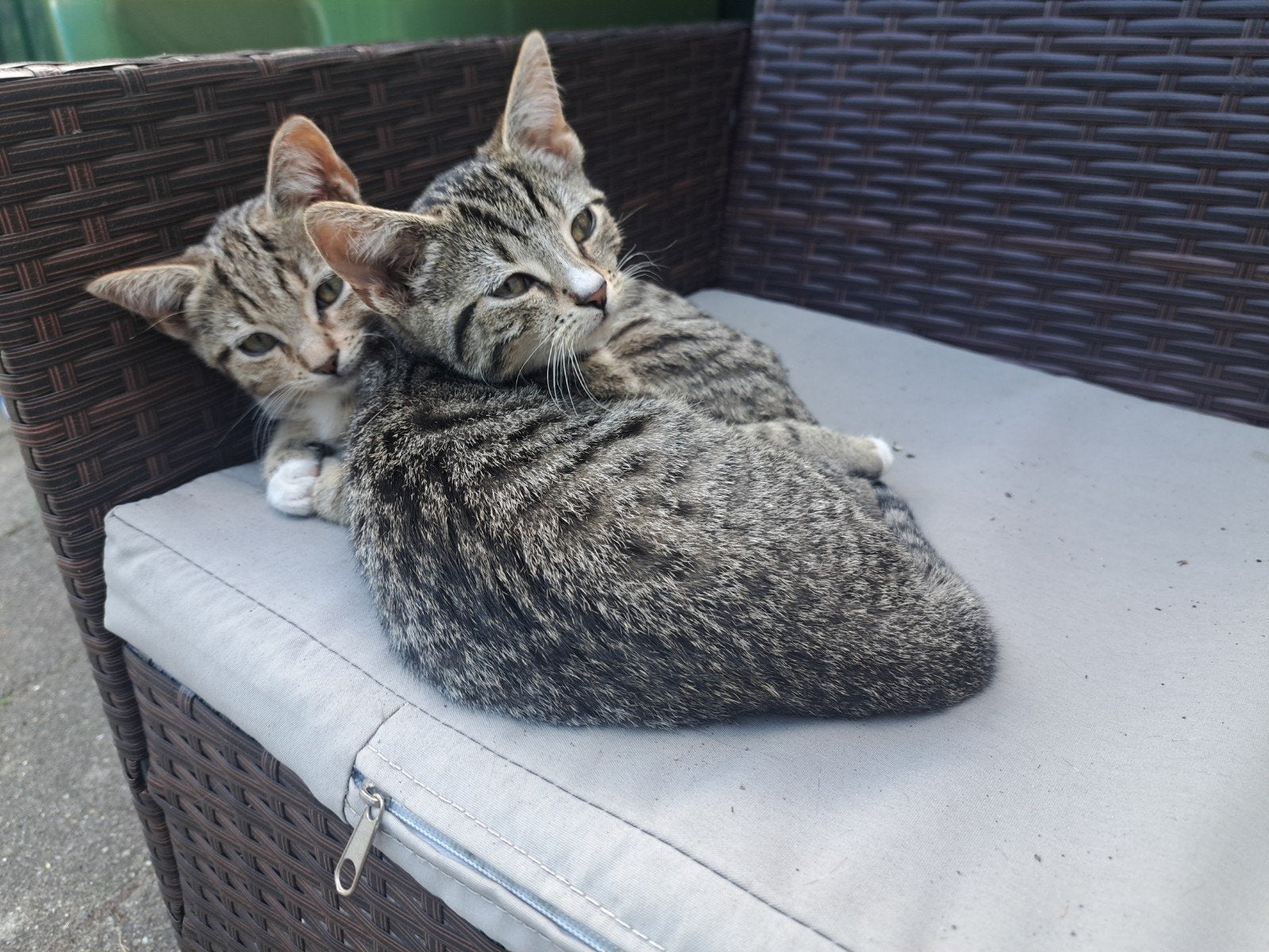Kittens, Meerdere dieren, Ontwormd, 0 tot 2 jaar