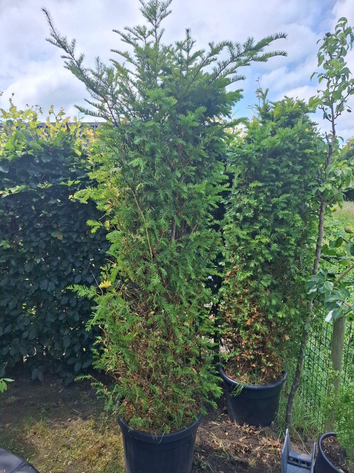 Taxus Baccata - Ideaal voor hagen en vormsnoei, Vaste plant, Bloeit niet, Halfschaduw, Ophalen