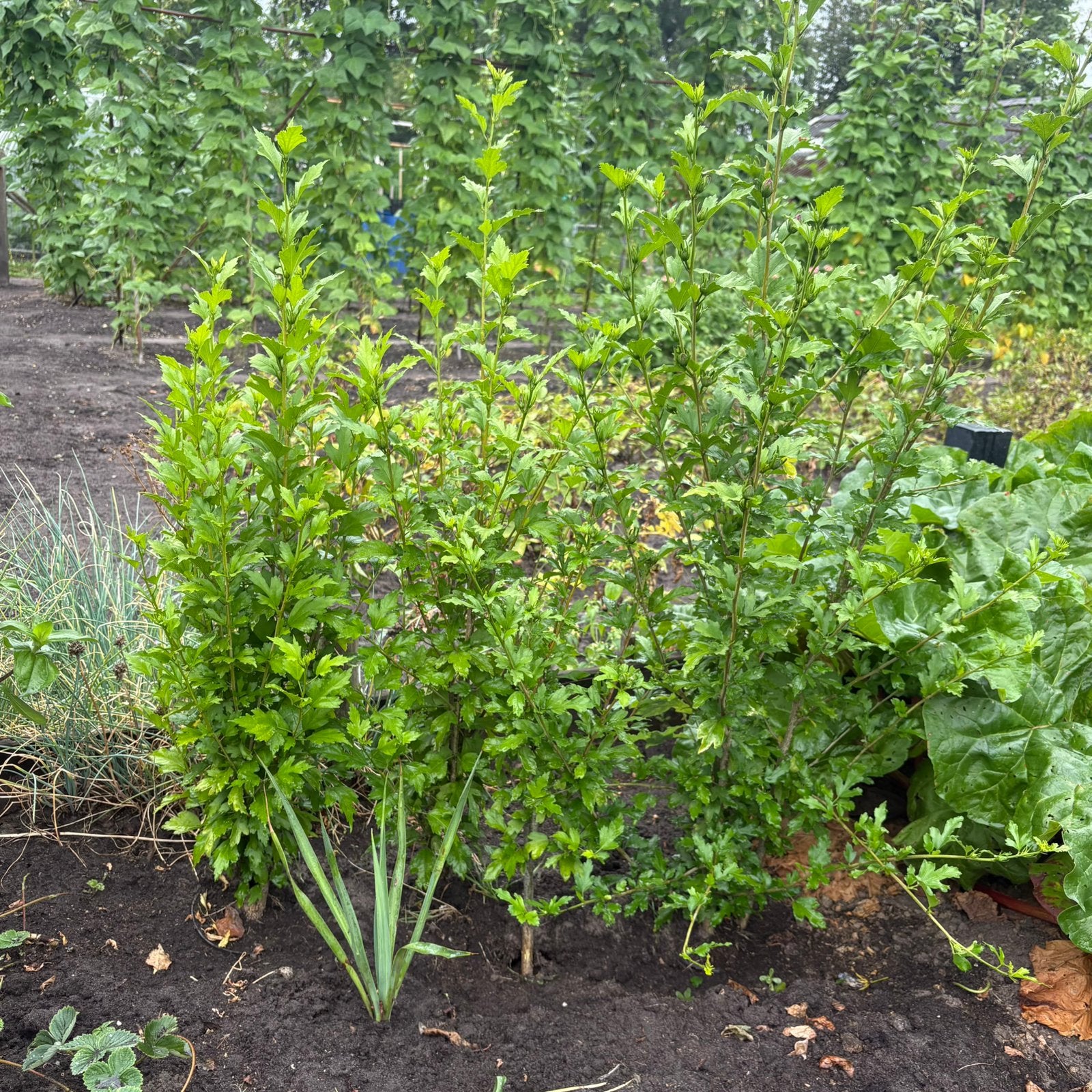 Hibiscus ( uitgelicht) goedkoper, Ophalen, Overige soorten, Minder dan 100 cm