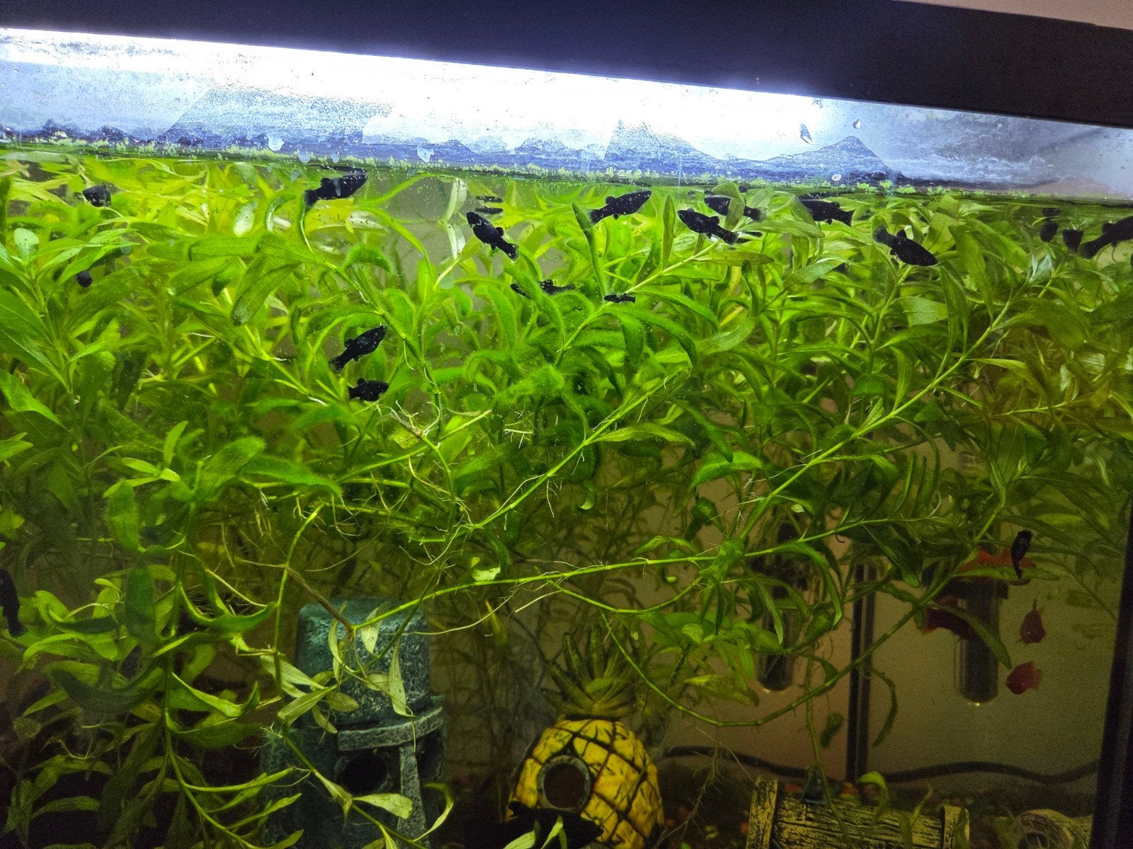 Zwarte molly's babyvisjes, Dieren en Toebehoren, Vissen | Aquariumvissen, Vis, Zoetwatervis
