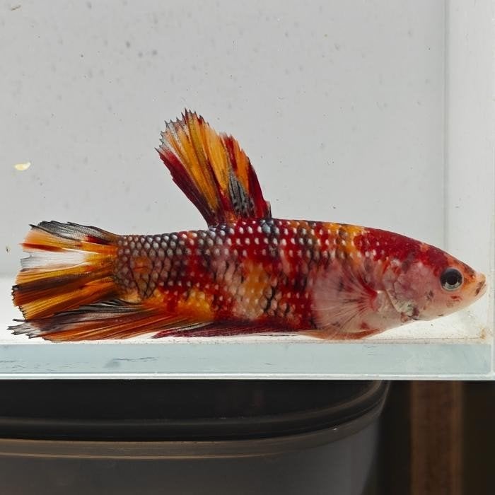 Betta splendens man 53, Vis