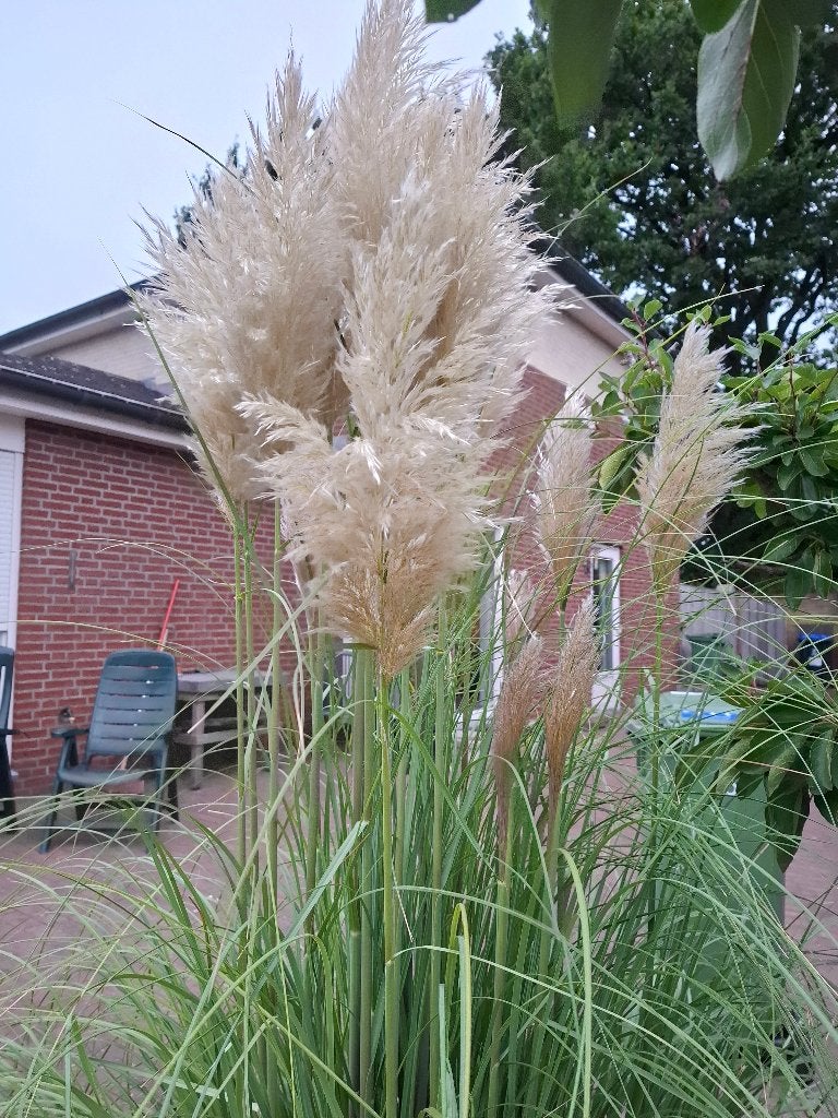 siergras/met pluimen, Ophalen of Verzenden, Herfst, Siergrassen, Volle zon