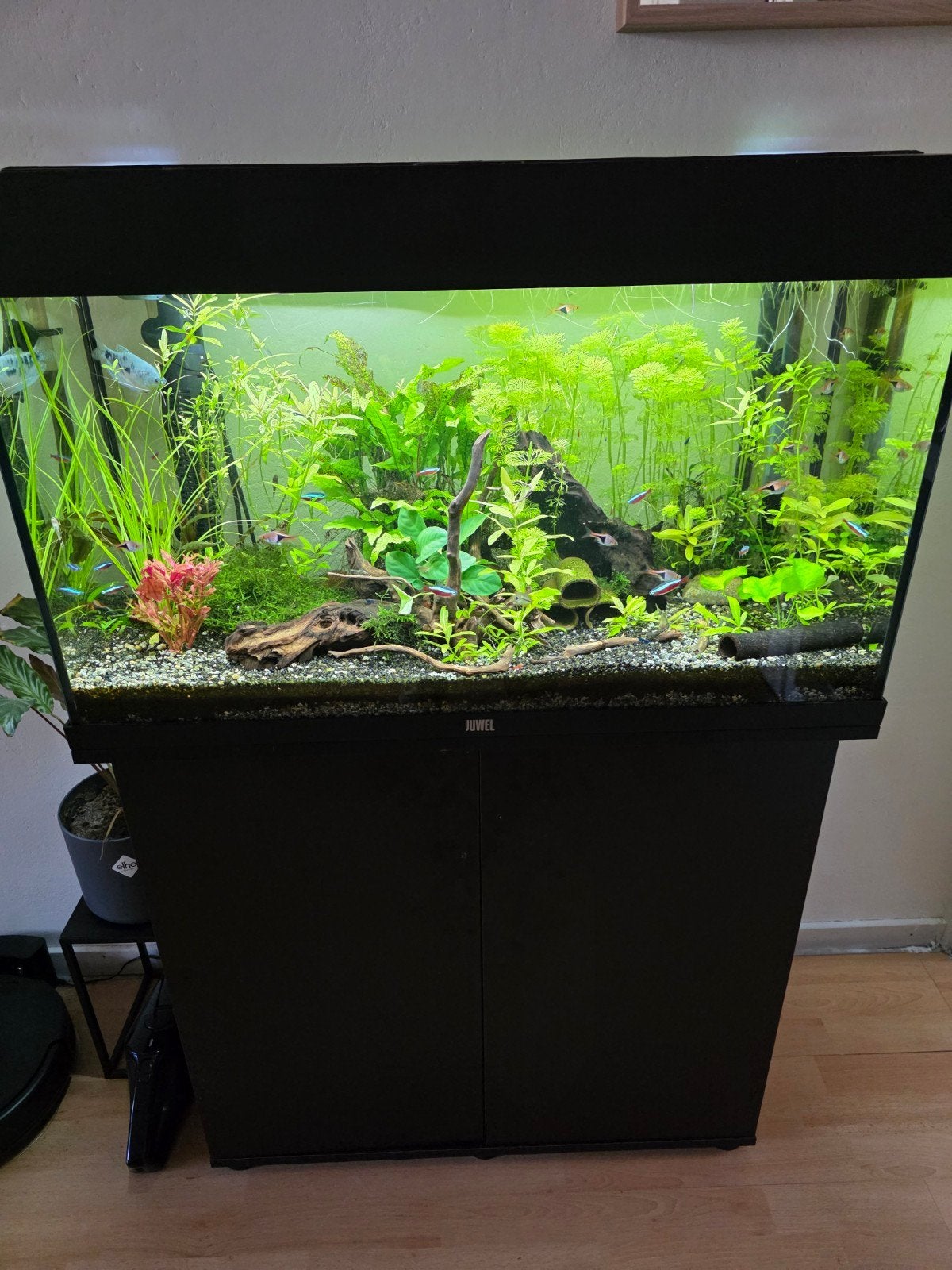Compleet Juwel Rio 125 liter aquarium, Dieren en Toebehoren, Ophalen, Inclusief vissen, Juwel, Gevuld zoetwateraquarium
