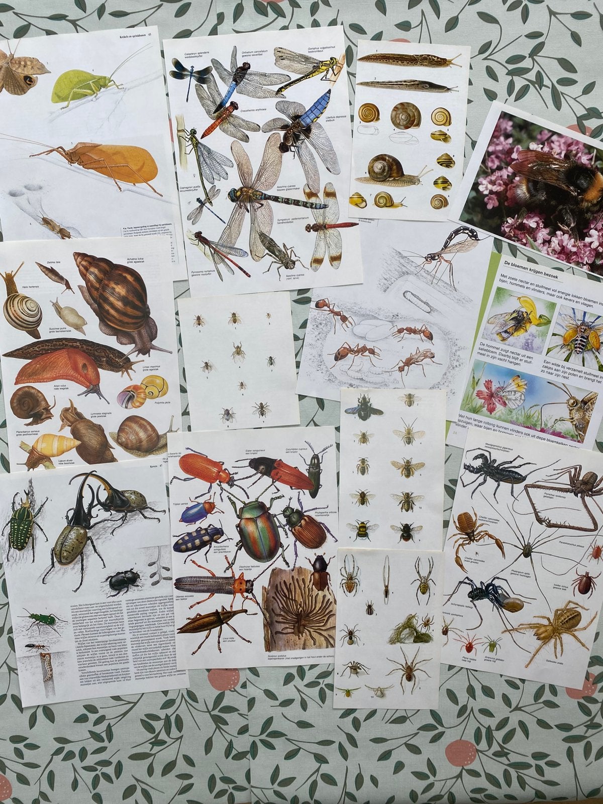 Insecten prenten papier paginas set scrapbook ephemera, Ophalen of Verzenden, Gebruikt, Versiering of Embellishment