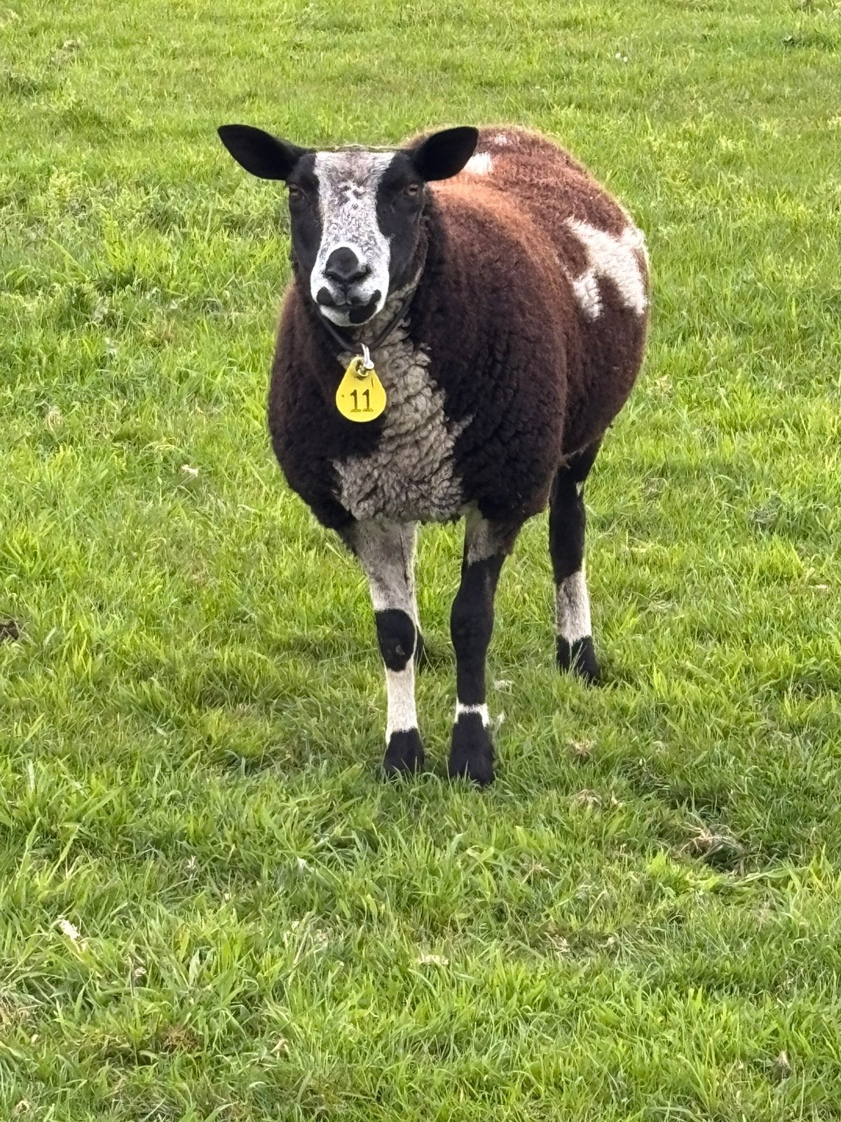 Bonte ooi met ooi lam, Dieren en Toebehoren, Vrouwelijk, Schaap