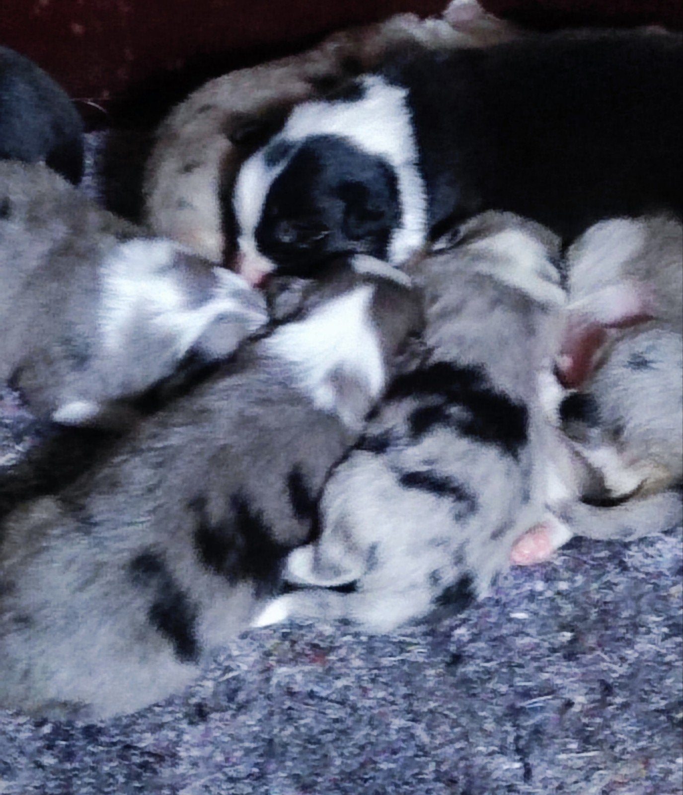Border Collie Australian Shepherd pups, 8 tot 15 weken, Collie, Meerdere, Meerdere dieren