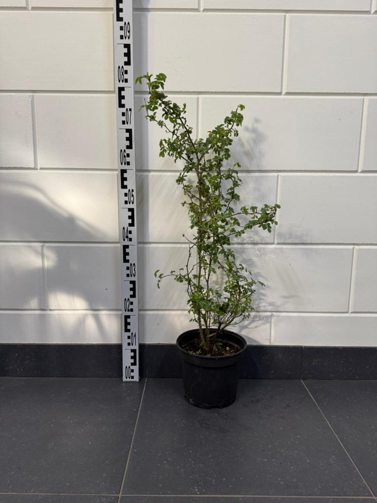 Hondsroos BIO (Rosa canina) 70cm, Ophalen of Verzenden, Overige soorten, Struik, Minder dan 100 cm