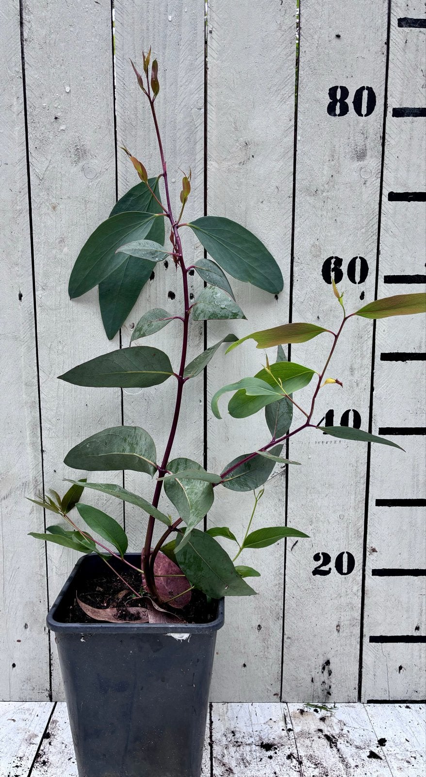 Zeldzame Eucalyptus debeuzevillei - Winterharde Gomboom, Volle zon, Vaste plant, Bloeit niet, Ophalen