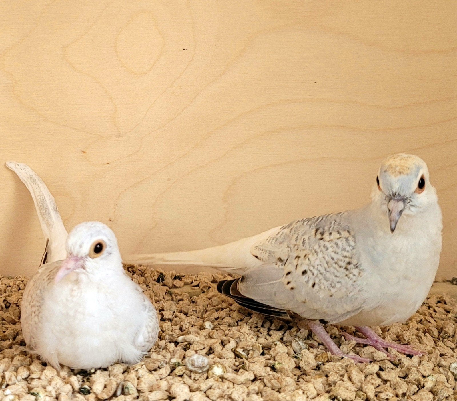 3 jonge lichte diamantduifjes, Meerdere dieren, Tropenvogel
