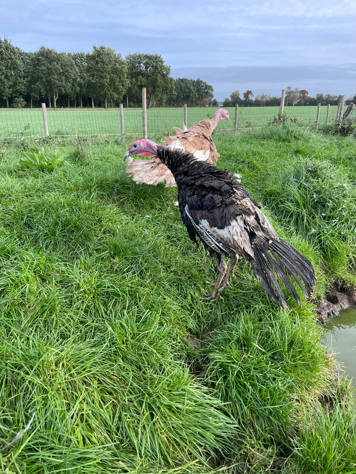 Jonge kalkoenen te koop, Meerdere dieren, Kalkoen