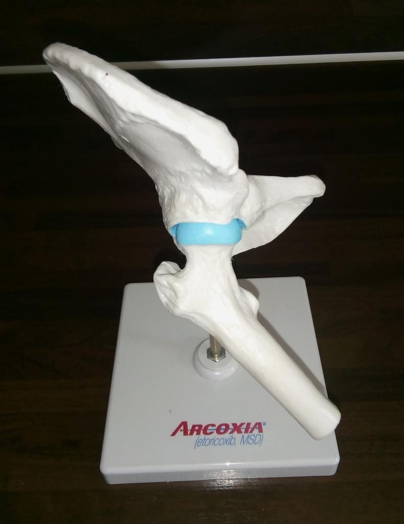 Anatomisch schaalmodel schouder, Antiek en Kunst, Ophalen of Verzenden