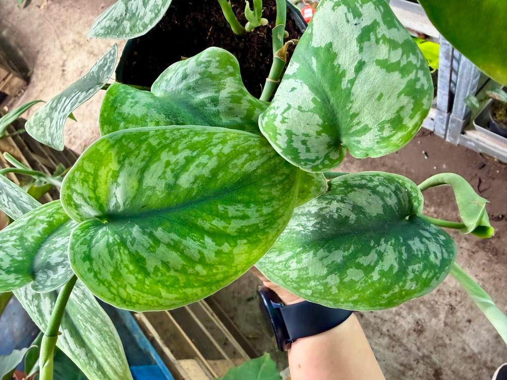 Scindapsus Trebie p12, Overige soorten, In pot, Minder dan 100 cm, Groene kamerplant