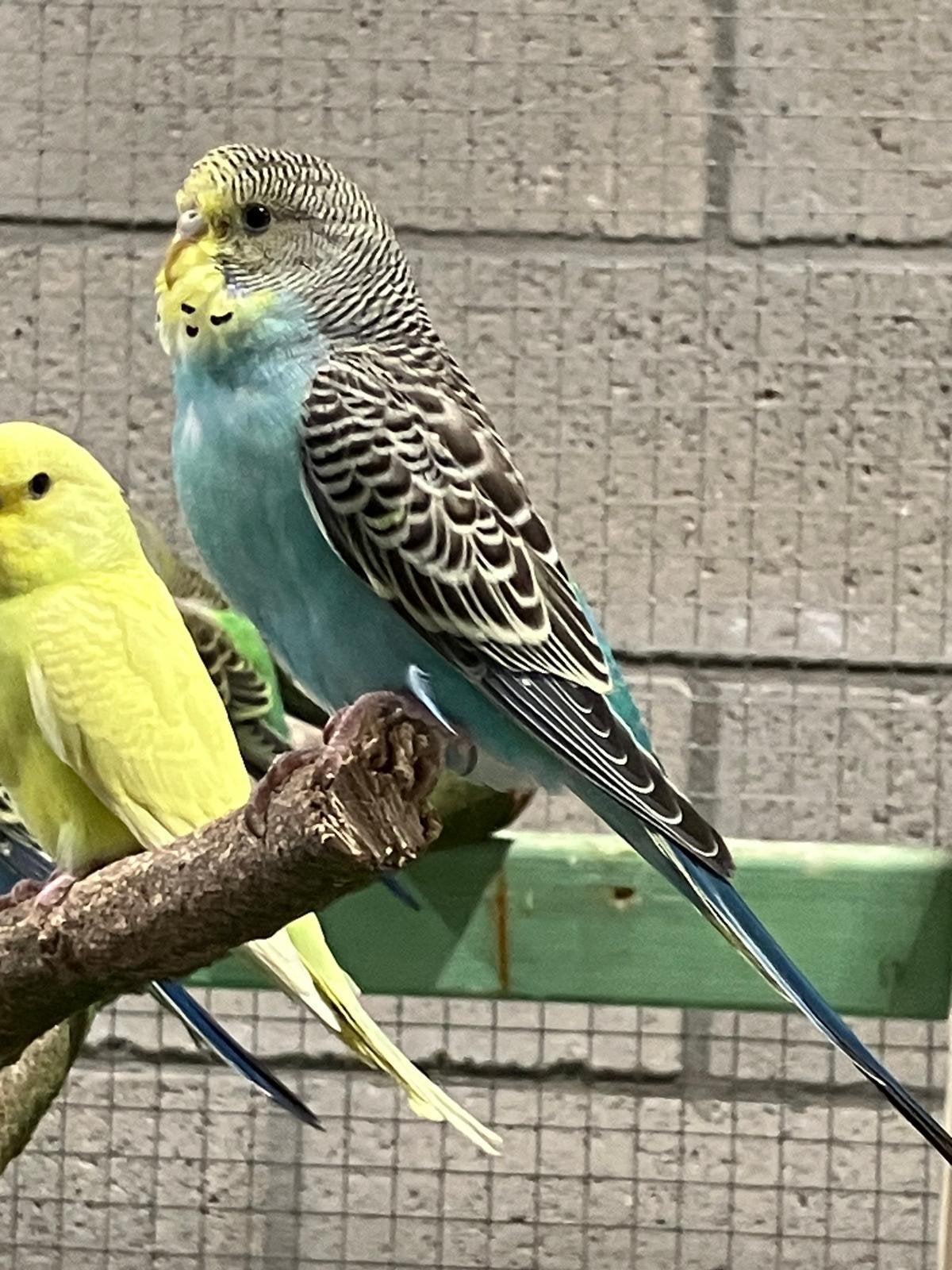 Parkieten, Dieren en Toebehoren, Vogels | Parkieten en Papegaaien, Meerdere dieren, Parkiet