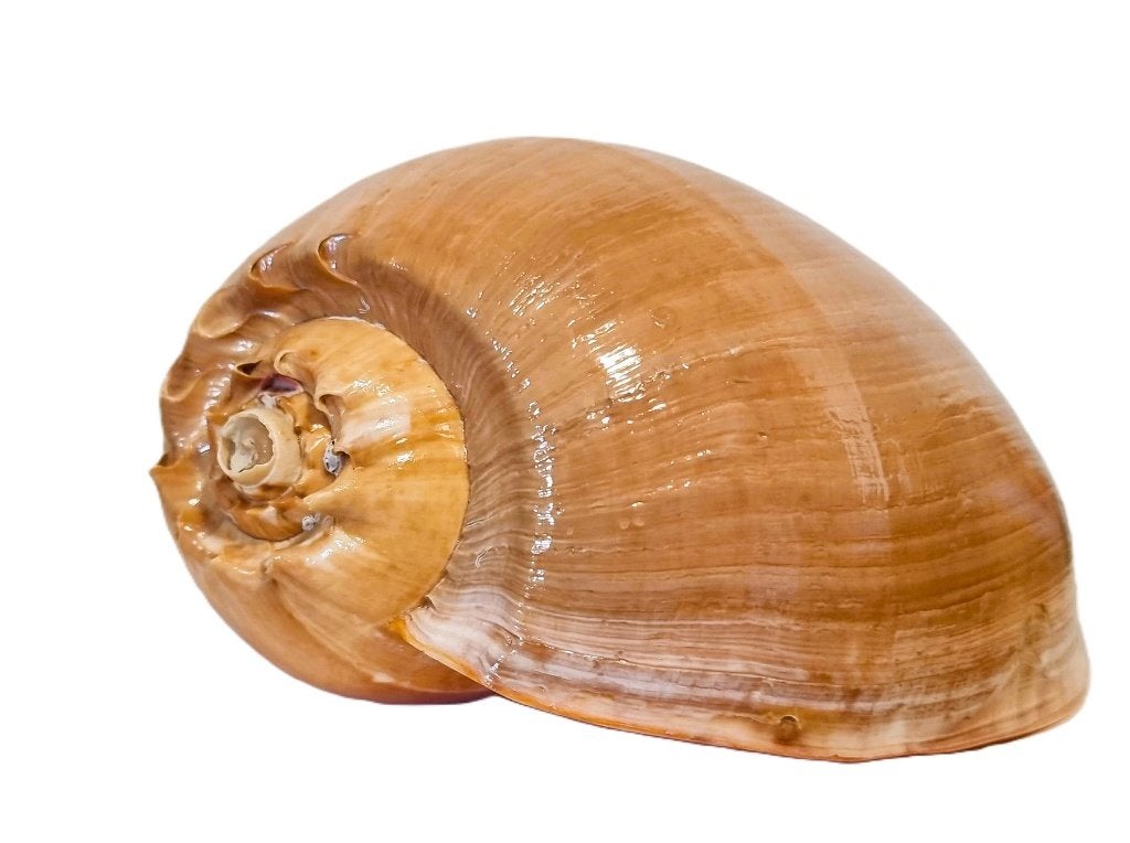 Grote Meloen Schelp /Meloen Schell op standaard., Ophalen of Verzenden, Zo goed als nieuw, Overige soorten, Opgezet dier