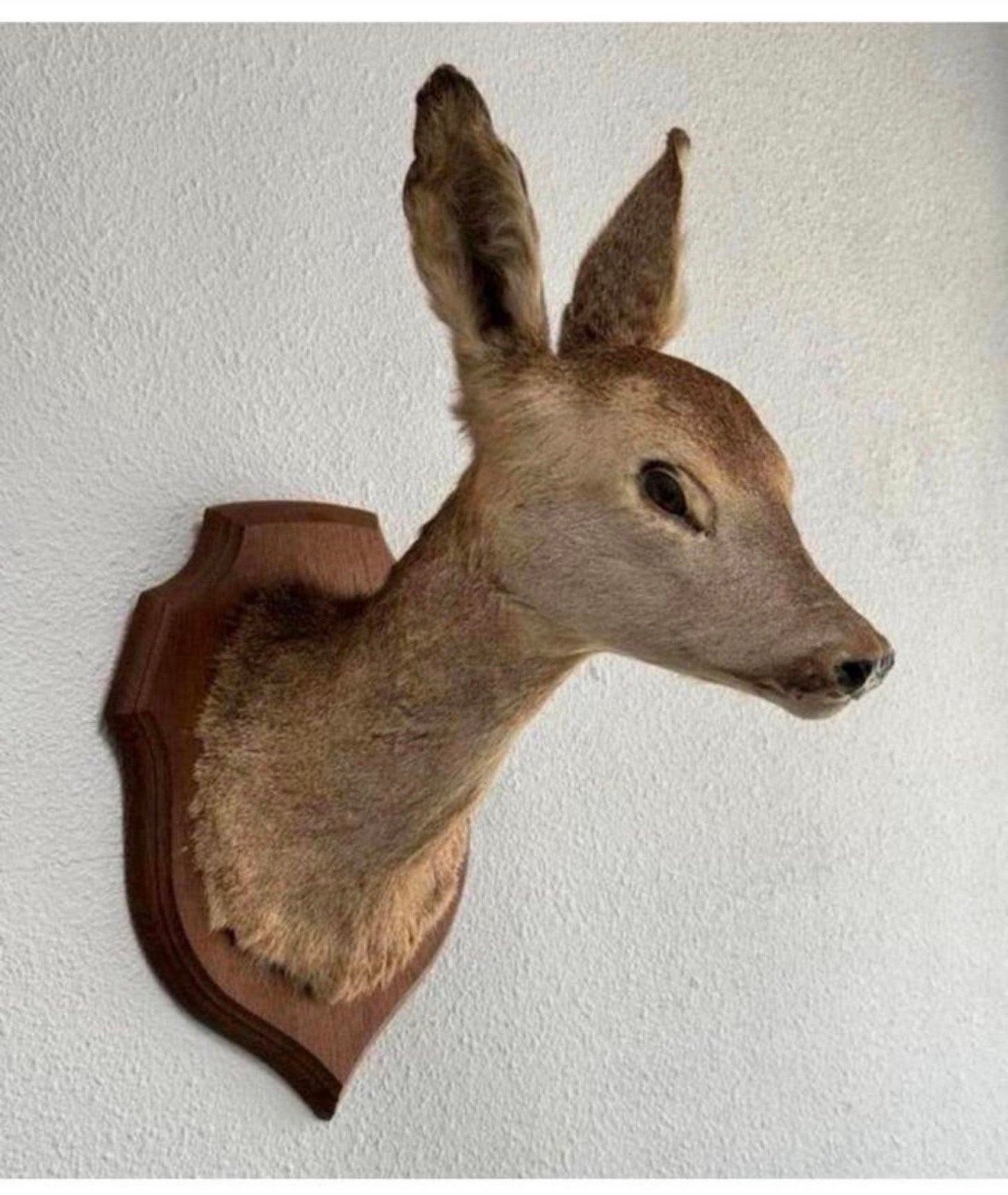 Taxidermie mooie Opgezette Ree kop - Capreolus wandmontage, Verzamelen, Ophalen of Verzenden, Zo goed als nieuw, Hert, Gewei of Kop