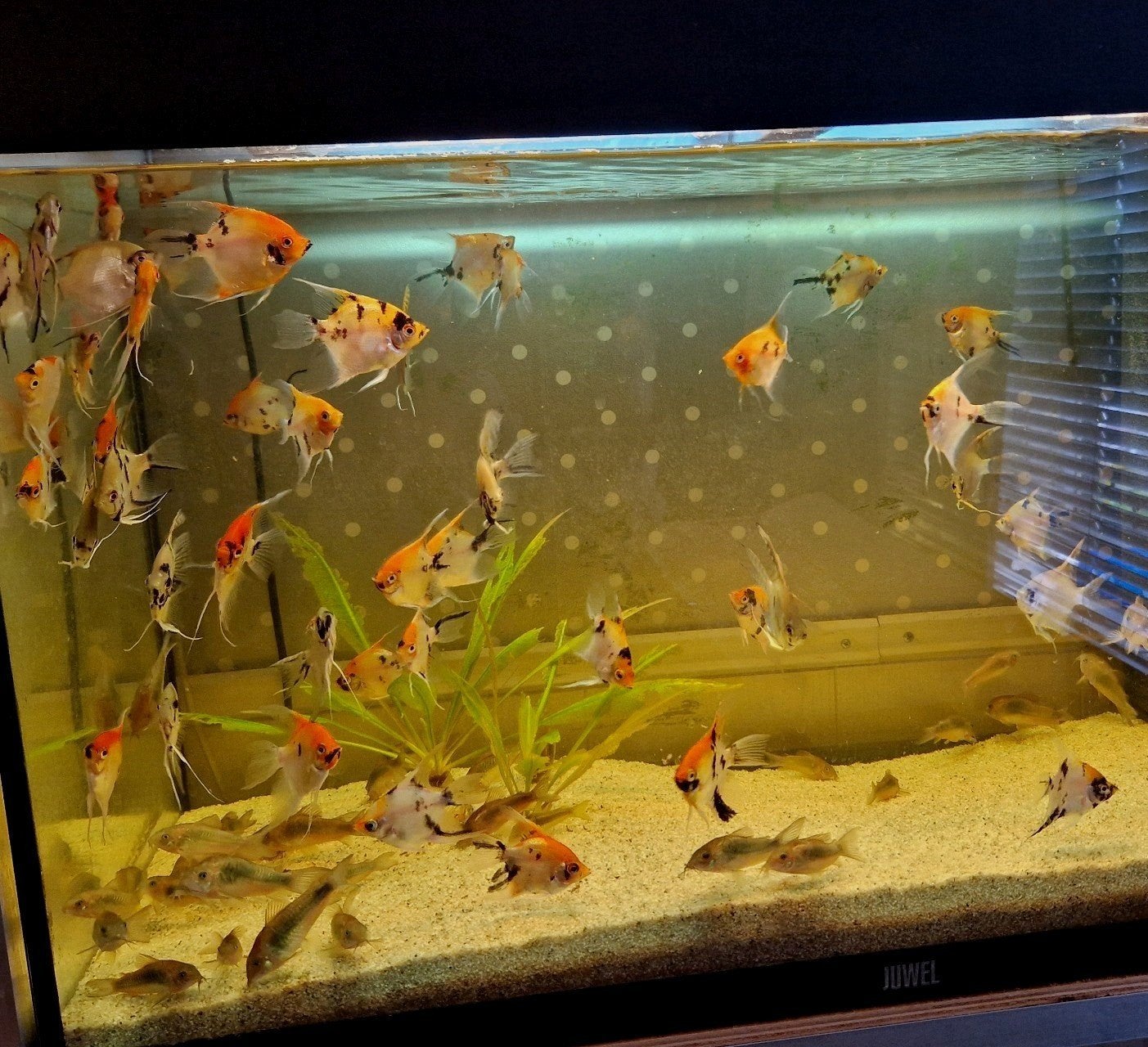 mix koi/red devil jonge maanvissen €7.50 per stuk 6+1 gratis, Vis, Zoetwatervis, Schoolvis