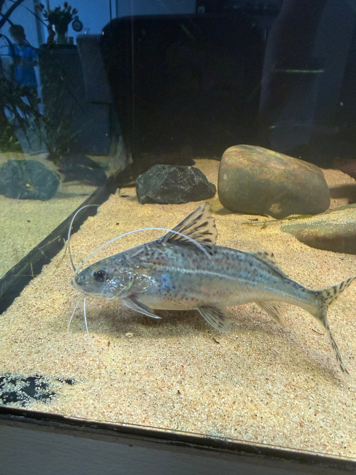 Synodontis eupterus — vedervinmeerval / featherfin squeaker.