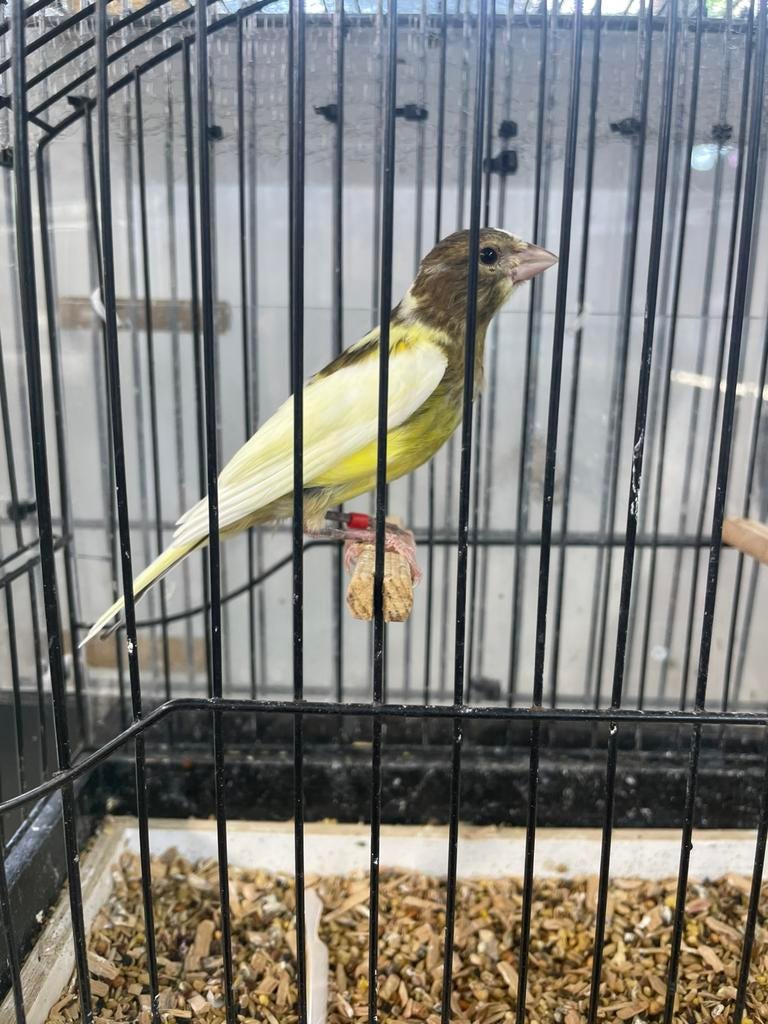 Timbrado pop, Dieren en Toebehoren, Vogels | Kanaries, Vrouwelijk, Kleurkanarie