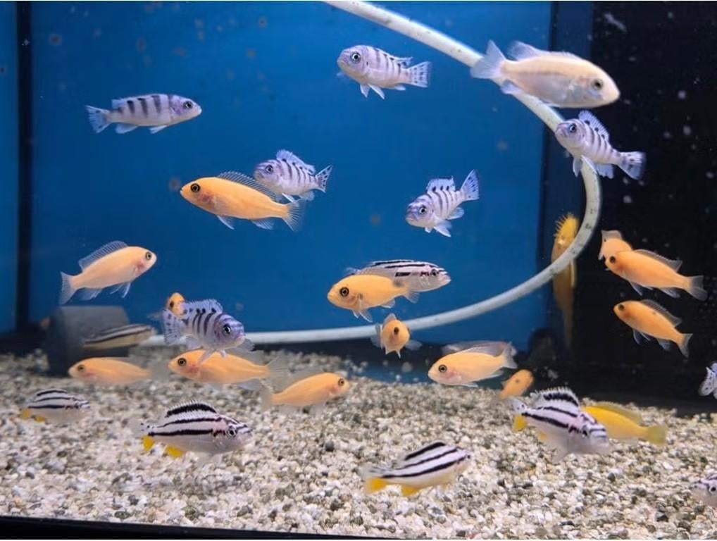 Malawi cichliden mix - (klein) - Koidream Valburg, Vis, Zoetwatervis