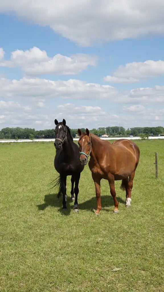 2 lieve merries te koop, Merrie, Met stamboom, Niet van toepassing, 11 jaar of ouder