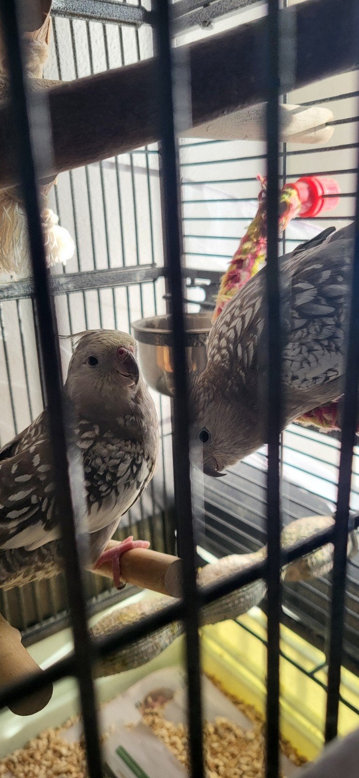 2 VALKPARKIETEN MAN EN VROUW grijs met wit, Dieren en Toebehoren, Vogels | Parkieten en Papegaaien, Parkiet, Meerdere dieren, Tam