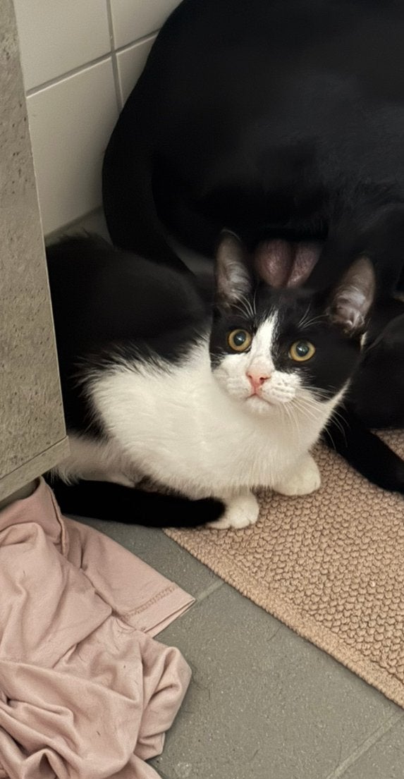 Kitten te koop, Kater, Kortharig, 0 tot 2 jaar