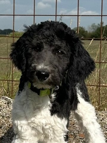 GOLDENDOODLE PUP TEEF YUKI, Dieren en Toebehoren, Nederland, Overige rassen, 8 tot 15 weken, Teef
