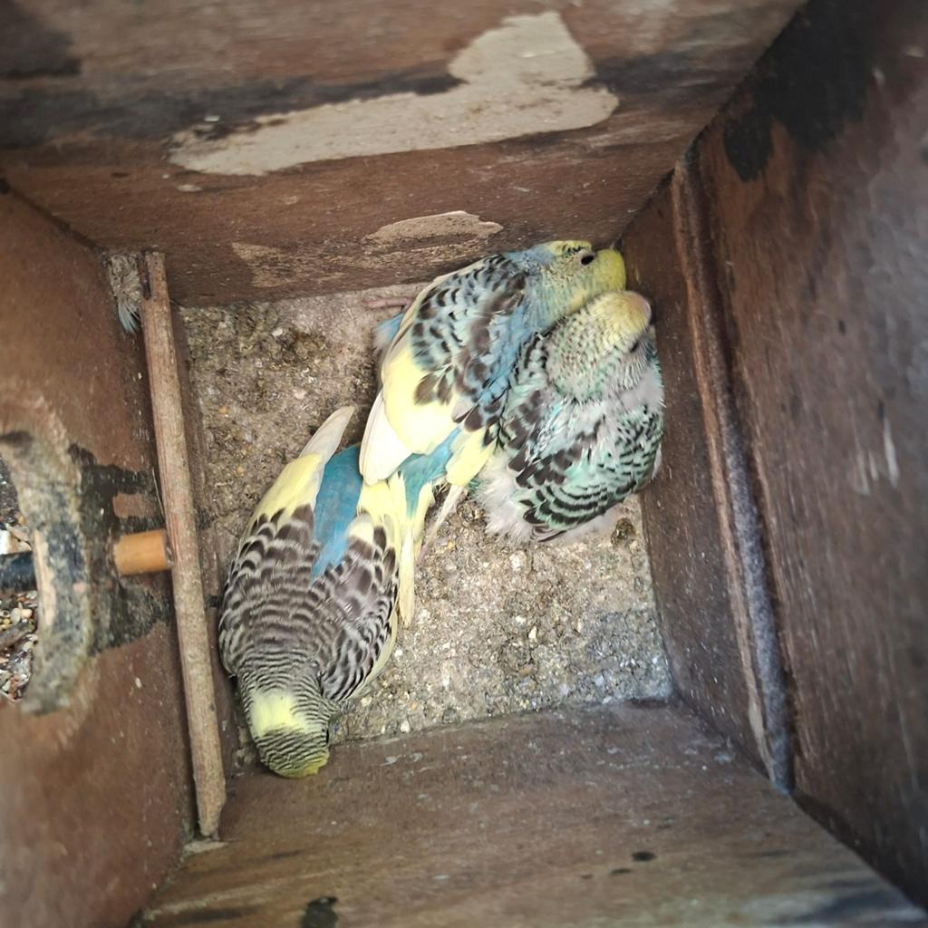 Jonge grasparkieten…, Meerdere dieren, Parkiet